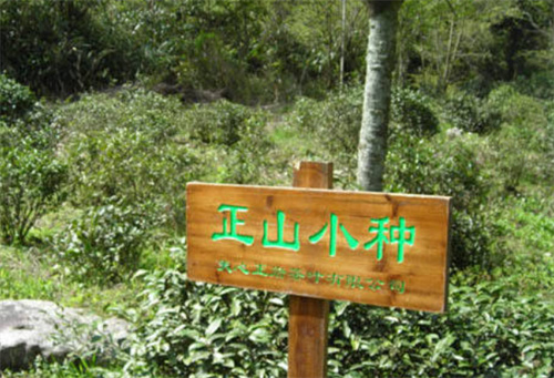 正山(shān)小(xiǎo)种和大红袍谁贵「正山(shān)小(xiǎo)种和大红袍谁贵些」