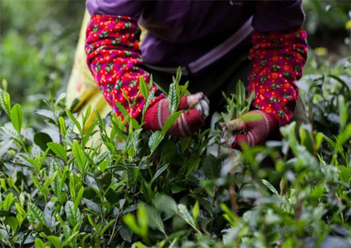 红茶茶垢的清洗小(xiǎo)窍门(如何洗茶垢的方法)