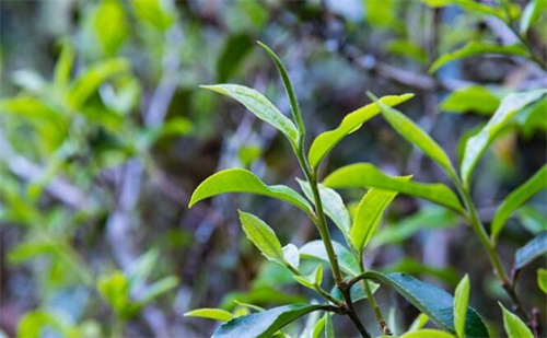 紫鹃茶和紫芽茶的區(qū)别(紫芽茶汤色是什么颜色的图片)