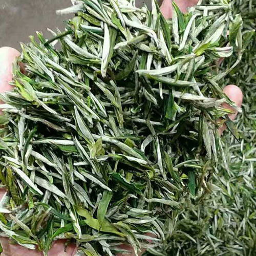 野生绿茶好的价格查询-260元一斤的松针绿茶好吗