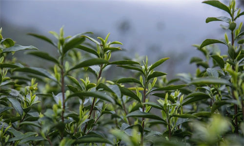 花(huā)果茶可(kě)以加绿茶吗-绿茶可(kě)以和百香果一起泡水喝(hē)吗