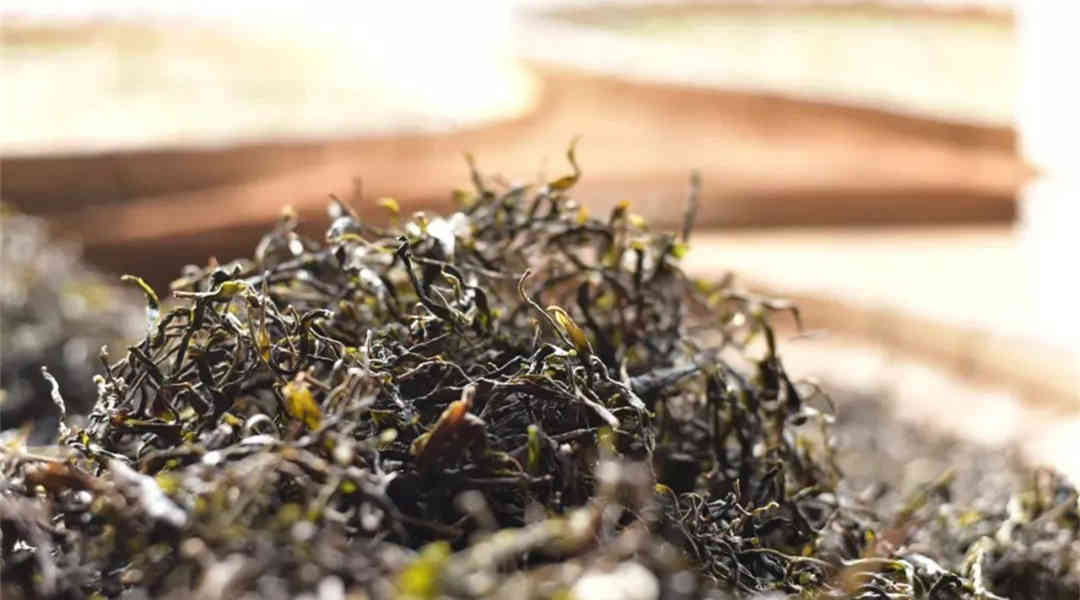 冰岛茶是生茶还是熟茶_当遇冰岛普洱茶